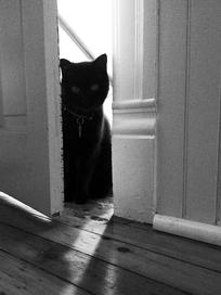 marc poljak photography attic cat lucy