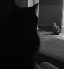 marc poljak photography attic cat lucy
