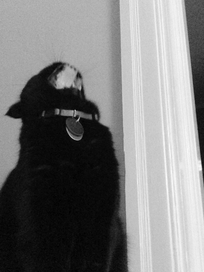 marc poljak photography attic cat lucy