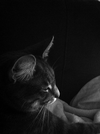 marc poljak photography basement cat roger