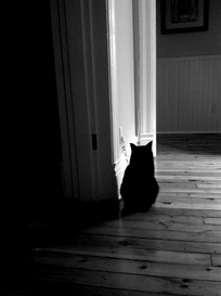 attic cat marc poljak photography pittsburgh