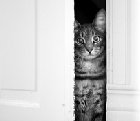 marc poljak photography basement cat roger