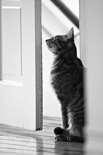 marc poljak photography basement cat roger