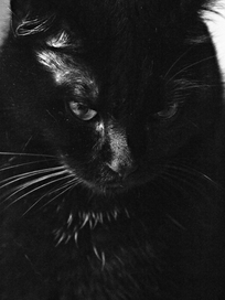 attic cat marc poljak photography pittsburgh