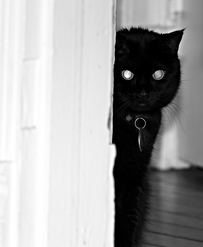 attic cat basement cat marc poljak photography ts eliot