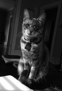 marc poljak photography basement cat roger