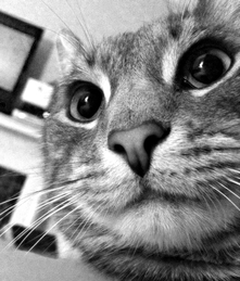 basement cat marc poljak photography pittsburgh pa