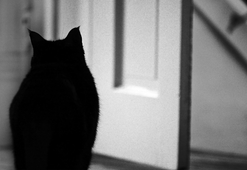 marc poljak photography attic cat lucy