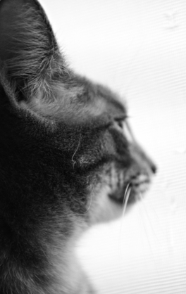 roger attic cat marc poljak photography