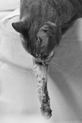 basement cat marc poljak photography k2