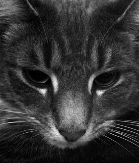 marc poljak photography basement cat roger