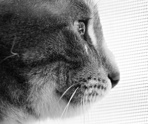 roger basement cat marc poljak photography