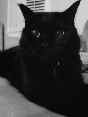 marc poljak photography attic cat lucy