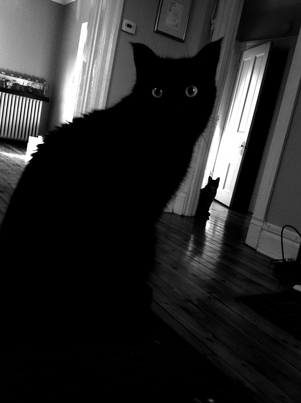 attic cat marc poljak photography pittsburgh