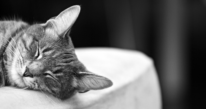 attic cat marc poljak photography principles essay understanding