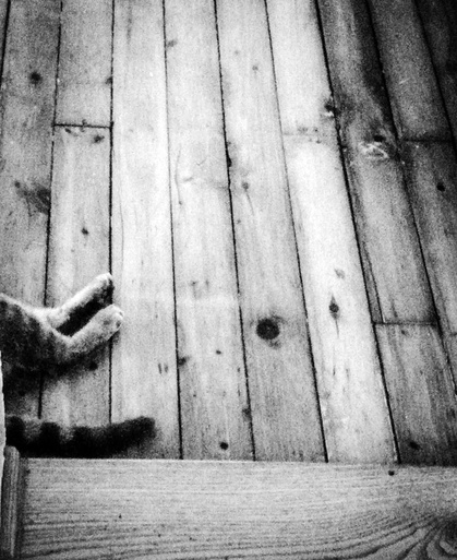 basement cat attic cat marc poljak photography