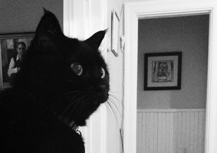 marc poljak photography attic cat lucy
